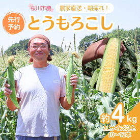 【ふるさと納税】 《2024年 先行予約》 茨城県 桜川市産 農家直送 朝採れ とうもろこし 10～12本 約4kg 2Lサイズ以上 ( 2024年7月上旬発送開始 ) 朝採れ おおもの 星つぶコーン ゴールドラッシュ JGAP とうもろこし