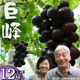 【ふるさと納税】巨峰 約1.2kg (桜川市・石岡市共通返礼品）2026年8月下旬発送開始 開田ぶどう園 産地直送 フルーツ 甘い 直送 茨城 限定 ぶどう 巨峰 果物