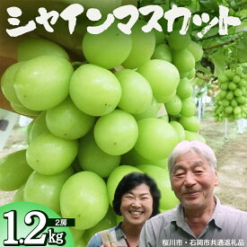 【ふるさと納税】シャインマスカット 約1.2kg (桜川市・石岡市共通返礼品） 2026年9月上旬発送開始 開田ぶどう園 産地直送 フルーツ 甘い 直送 茨城 限定 ギフト ぶどう シャインマスカット 果物