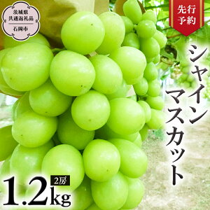 yӂ邳Ɣ[Łzs 2025N9{Jn t VC}XJbg 1.2kg (錧ʕԗi Ήsj JcԂǂ Yn t[c Â    Mtg Ԃǂ VC}XJb