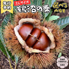 【ふるさと納税】《 2024年9月上旬発送開始 》鶴沼 の 栗 (茨城県共通返礼品／石岡市) 和栗 国産栗 くり 栗 生栗 オーガニック肥料 果じゅまる園