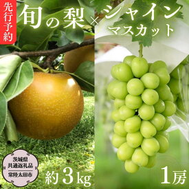 【ふるさと納税】《 先行予約 》 茨城県産 シャインマスカット1房と旬の梨詰め合わせ 約3kg【茨城県共通返礼品／常陸太田市】 桧山果樹園 農家直送 桧山果樹園 農家直送 フルーツ 甘い 直送 茨城 限定 ギフト ぶどう シャインマスカット 旬 梨 秀玉 恵水 秋月 詰め合わせ