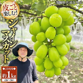 【ふるさと納税】《 2026年 収穫分 》 シャインマスカット ご自宅用 約 1kg ( 2房 〜 3房 ) ( 茨城県共通返礼品 かすみがうら市 ) 先行予約 マスカット 葡萄 ぶどう ブドウ 歯ごたえ 甘み 香り 鈴木農園