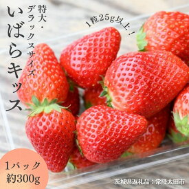 【ふるさと納税】《 2026年 先行予約 》 いばらキッス ( 約300g × 2パック 〜 4パック ) 特大 ・ デラックスサイズ （茨城県共通返礼品／常陸太田市） 茨城県品種 2026年1月から発送開始 フルーツ 苺 イチゴ いちご 新鮮 朝採れ 茨城県 桧山FRUITFARM
