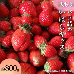 yӂ邳Ɣ[Łz󂠂 s 2026N s\ t ΂LbX Ղ 800g ol i錧ʕԗi^헤csj 錧i 2026N2甭Jn t[c  C`S  VN 