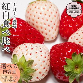 【ふるさと納税】《 2027年 収穫分 》 朝摘み 紅白いちご 約260g×2パック 4パック (茨城県共通返礼品 常陸太田市) 先行予約 檜山いちご園 国産 朝採り 朝採れ 大粒 いちご イチゴ 苺 くだもの 果物 フルーツ 冬 春 旬 [DY019sa]