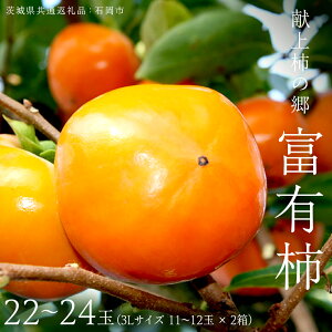yӂ邳Ɣ[Łz`̋ xL` 22 ` 24 ( 3LTCY 11 ` 12 × 2 ) ( 錧ʕԗi Ήs ) 2025N11{Jn ʌ ʕ  t[c `