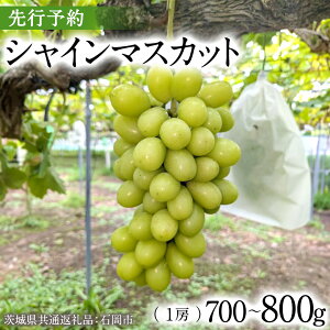 yӂ邳Ɣ[Łzy2025N9{Jnz VC}XJbg 700g ` 800g ( 1[ )( 錧ʕԗi Ήs ) ʌ t[c ʕ }XJbg Ԃǂ  uhE { Y Yn