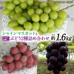yӂ邳Ɣ[Łzu NC[j[i vu VC}XJbg vu sI[l v3F lߍ킹 ( Ȃ )  1.6kg e 1[ y錧ʕԗi/Ήsz  uhE   Â