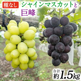 【ふるさと納税】シャインマスカットと巨峰（種なし）約1.5kg（計2～3房）ご家庭用 (桜川市・石岡市共通返礼品) 数量限定 ぶどう ブドウ 果物 フルーツ 旬 人気 産直 採れたて 新鮮 国産 産地直送 茨城県