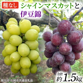 【ふるさと納税】シャインマスカットと伊豆錦（種なし）約1.5kg（計2～3房）ご家庭用 (桜川市・石岡市共通返礼品) 数量限定 ぶどう ブドウ 果物 フルーツ 旬 人気 産直 採れたて 新鮮 国産 産地直送 茨城県