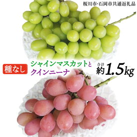 【ふるさと納税】シャインマスカットとクイーンニーナ（種なし）約1.5kg（計2～3房）ご家庭用 (桜川市・石岡市共通返礼品) 数量限定 ぶどう ブドウ 果物 フルーツ 旬 人気 産直 採れたて 新鮮 国産 産地直送 茨城県