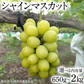 【ふるさと納税】《 2026年 収穫分 》 シャインマスカット 650g～750g 1.2kg 1.5kg 2kg (桜川市・石岡市共通返礼品) 先行予約 石田ぶどう園 国産 茨城県 桜川市 マスカット ぶどう ブドウ 葡萄 果物 くだもの フルーツ 旬 人気 採れたて 新鮮 産地直送 秋 贈答 ギフト