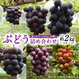 【ふるさと納税】《 2026年 収穫分 》 種なし ぶどう 食べ比べ 1.5kg 2kg (桜川市・石岡市共通返礼品) 先行予約 石田ぶどう園 国産 茨城県 桜川市 ぶどう ブドウ 葡萄 果物 くだもの フルーツ 旬 人気 採れたて 新鮮 産地直送 贈答 ギフト セット 詰合せ 詰め合わせ
