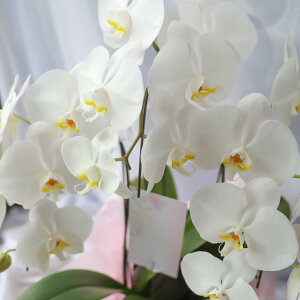 胡蝶蘭 生花の人気商品 通販 価格比較 価格 Com