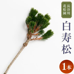 yӂ邳Ɣ[Łz 1{ 100cmO  A ϗtA CeA   錧 _s y2025N10{`2026N3{\z