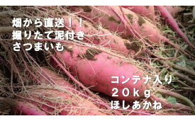 【ふるさと納税】【先行予約】2023年度産 約20kgコンテナ入りサツマイモ（ほしあかね）｜BZ-23