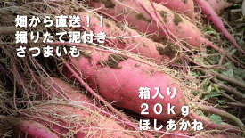 【ふるさと納税】【先行予約】2023年度産　約20kg箱入りサツマイモ（ほしあかね）｜ BZ-24