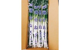 【ふるさと納税】JAなめがたしおさい 湖白（こはく）ねぎ 20袋入り1箱｜茨城県 行方市 ふるさと納税 野菜 ねぎ 長ネギ(AE-32)