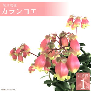 yӂ邳Ɣ[Łzy2026N2菇z{Lԉ JRG 1(7)bJRG  G߂̉ {Lԉ s\ 錧 ss(C-3)