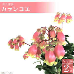yӂ邳Ɣ[Łzy2026N2菇z{Lԉ JRG 2(5)bJRG  A G߂̉ {Lԉ s\ 錧 ss(C-15)