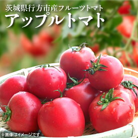 【ふるさと納税】【2026年6月より順次発送】東山農園のアップルトマト 約1.5kg｜トマト とまと 野菜 やさい アップルトマト 新感覚 濃厚 先行予約 フルーツ フルーツトマト 茨城県 行方市 ふるさと納税(FP-1)