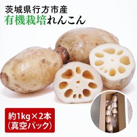 【ふるさと納税】【2025年9月中旬より順次発送】【真空パック】【希少】【洗い】「横瀬農園の有機れんこん」 約2kg（2本入）｜農家直送 レンコン れんこん 茨城県産 野菜 根菜 行方市産 オーガニック 新鮮 栄養豊富 生産量 日本一(HB-1)