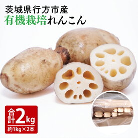 【ふるさと納税】【2025年9月中旬より順次発送】【希少】【洗い】「横瀬農園の有機れんこん」 約2kg（2本入）｜ 農家直送 レンコン れんこん 茨城県産 野菜 根菜 行方市産 オーガニック 新鮮 栄養豊富 生産量 日本一(HB-2)