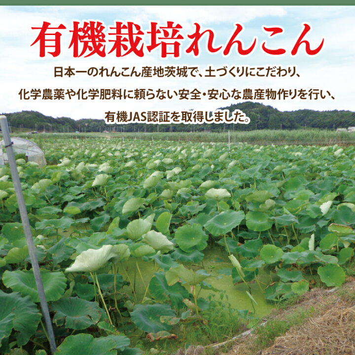 楽天市場】【ふるさと納税】【2025年9月中旬より順次発送】【希少  