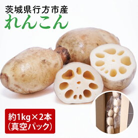 【ふるさと納税】【2025年9月中旬より順次発送】【真空パック】【洗い】「横瀬農園のれんこん」 約2kg（2本入）/ 農家直送 レンコン れんこん 茨城県産 野菜 根菜 行方市産 新鮮 栄養豊富 生産量 日本一(HB-3)