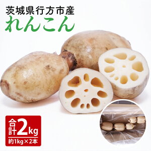 yӂ邳Ɣ[Łzy2025N9{菇zy􂢁zu_̂񂱂v 2kgi2{j/ _ƒ R 񂱂 錧Y   ssY VN h{Lx Y {(HB-5)