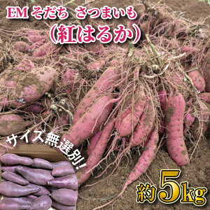 yӂ邳Ɣ[Łzy2026N1{菇z󂠂聚Iʁu͂邩ɂ܂vEMg͂邩 5kgb܂  Tc}C g͂邩 󂠂 킯 PA 