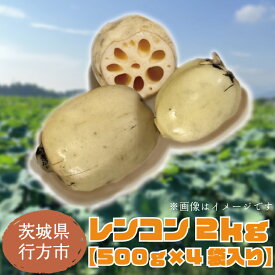 【ふるさと納税】【2025年8月以降順次発送】レンコン 約2kg｜茨城県 行方市 ふるさと納税 蓮根 レンコン(EG-2)