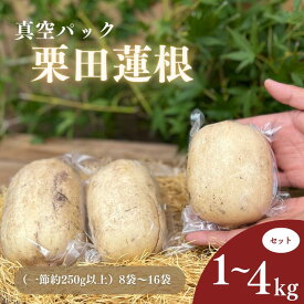 【ふるさと納税】れんこん レンコン 蓮根 真空パック1kg～4kg 　選べる定期便有り