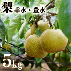 【ふるさと納税】梨（豊水or幸水）5kg×1箱