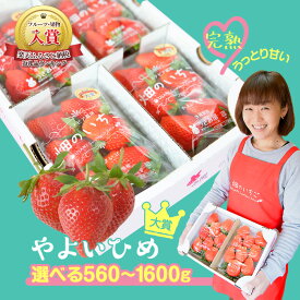 【ふるさと納税】 先行予約 いちご 苺 イチゴ やよいひめ 2〜4パック (560g〜1600g) 選べる 量 と 発送時期 (2026年1月〜5月) 10000円 以下 低農薬 大粒 完熟 甘い ステビア栽培 贈答用 果物 フルーツ 茨城県 鉾田市 うさみ園直送 第5回茨城いちごグランプリ大賞受賞