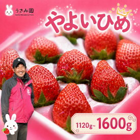 【ふるさと納税】 【2027年1月~3月発送】 いちご やよいひめ 約1120g〜1.6kg 4パック 苺 イチゴ 大粒 果物 スイーツ 数量 期間限定 ふるさと納税いちご ステビア栽培 贈答用 フルーツ 10000円 茨城県 鉾田市 うさみ園 第5回茨城いちごグランプリ大賞受賞