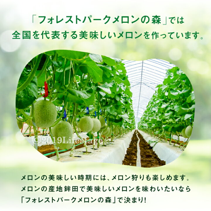 楽天市場 ふるさと納税 メロンの森 さやかメロン 2個入り 22年6月頃発送 冷蔵発送 茨城県鉾田市 楽天市場 ふるさと納税 メロンの森 さやかメロン 2個入り 22年6月頃発送 冷蔵発送 茨城県鉾田市