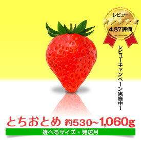 【ふるさと納税】 とちおとめ いちご 茨城県産 530g〜1.06kg 【選べるサイズ】【1月〜4月発送】 農家直送 新鮮 苺 イチゴ フルーツ 果物 贈答用 甘い おすすめ 高評価 産地直送 期間限定 送料無料 梅原農園 鉾田市