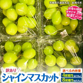 【ふるさと納税】＼ 選べる内容量 ／ （訳あり）シャインマスカット 4房 8房 【2026年9月より発送開始】 （茨城県共通返礼品 [ぶどう]：結城市産） 果物 フルーツ 不揃い わけあり 先行予約 家庭用 フルーツ ブドウ 果物 ぶどう シャイン マスカット くだもの 先行予約