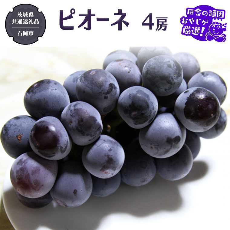 お値打ち価格で ピオーネ 4房（茨城県共通返礼品 フルーツ・果物 | sbc