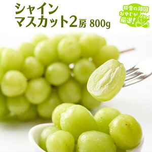 yӂ邳Ɣ[Łz VC}XJbg 800g 2[ y9蔭Jnzcɂ̊ł₶II }XJbg Ȃ Mtg x 嗱 Ԃǂ Â  t[c