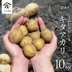yӂ邳Ɣ[Łzy󂠂z~j WKC ( L^AJ ) 3kg 5kg 10kg cڂō낱WKC VႪ Ⴊ WKC k  e ƒp    Yn