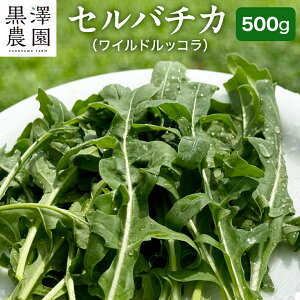 yӂ邳Ɣ[Łz_ Iׂe ^΂݂炢s ō͔| Zo`J ( ChbR ) 300g 500g T_ 炾 bR n[u VN Y h Zo`R xr[[t C^A