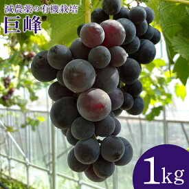 【ふるさと納税】 数量限定 2026年 先行予約 巨峰 1kg ぶどう ブドウ 葡萄 果物 フルーツ 国産 【8月20日〜9月末発送予定】 70-E