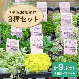 【ふるさと納税】セダムお任せ 3種類×3ポットセット（合計9ポット） セダム 多肉 植物 品種 おまかせ 種類 セット 寄せ植え 観葉 苗 室内 育成 おしゃれ ギフト 贈り物 プレゼント 茨城 55-D