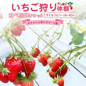 【ふるさと納税】やすださん家のスイーツ園 いちご食べ放題 子ども1名（1～3歳）40分食べ放題チケット イチゴ 苺 いちご いちご狩り 食べ放題 フルーツ 果物 フルーツ狩り チケット 体験 茨城県 楽しい 季節 農園 果物狩り 味覚狩り 19-AI