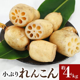 【ふるさと納税】期間限定 数量限定 ご家庭用ちょっと小さめ れんこん 約4kg れんこん レンコン 蓮根 茨城 国産 お正月 おせち 野菜 17-AF ＜11月中旬〜12月上旬発送予定＞