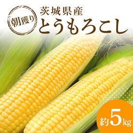 【ふるさと納税】【受付は6/30まで】 朝穫りとうもろこし 約5kg トウモロコシ 朝どれ 朝採れ 朝採り 野菜 17-N　【6月下旬～7月中旬発送予定】