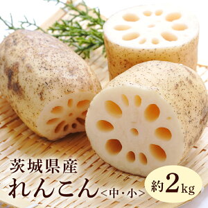 yӂ邳Ɣ[Łz񂱂iETCYj 2kg  񂱂 R @ Y 8{`2{܂ŏ\ 51-C